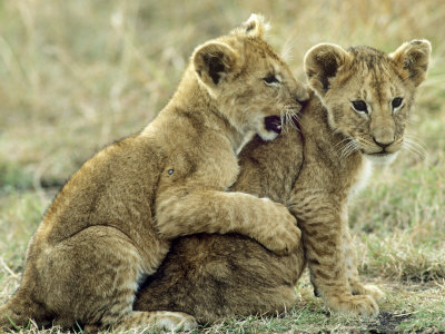 lion cubs pics. African Lion, Cubs Playing,