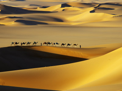 Tuareg Nomads with Camels in Sand Dunes of Sahara Desert 