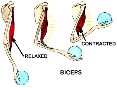 muscles of arm. Biceps Muscle Movement Arm