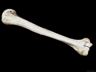humerus bone anatomy. Humerus Bone of Upper Arm