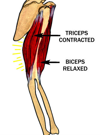 biceps y triceps