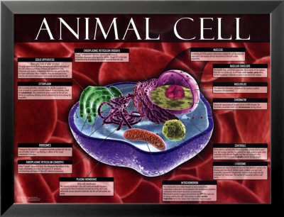 Animal Cell Not Labeled. labeled animal cell with