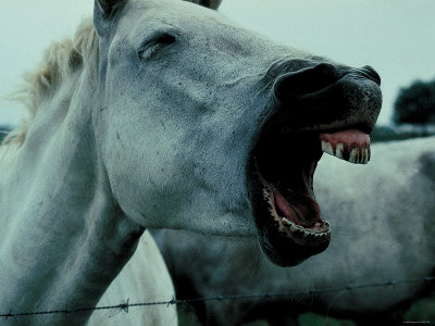 screaming-white-horse-in-camargue-rhone-river-france.jpg