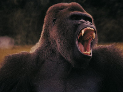 black-gorilla-showing-teeth.jpg