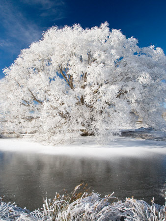 Hoar Frost on Willow Tree,