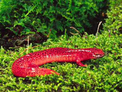Black-Chin Red Salamander, Native to Georgia, USA Photographic Print