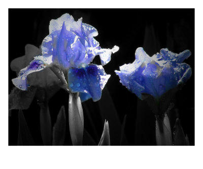 Negro y azul Lámina fotográfica