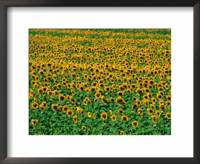 italian sunflower field,