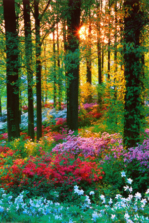 Flower Forest poster