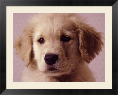 golden retriever puppy running. cute golden retriever puppies