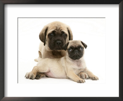 Black And Fawn Pugs. Fawn Pug Puppy with Fawn