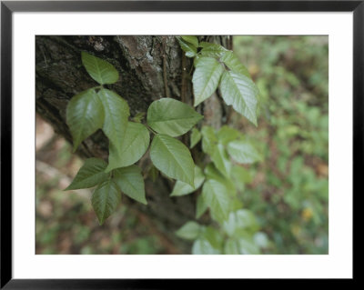 poison ivy movie poster. poison ivy movie poster.