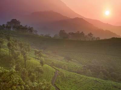 Tea Plantations, Munnar, Western Ghats, Kerala, India Fotografiskt tryck