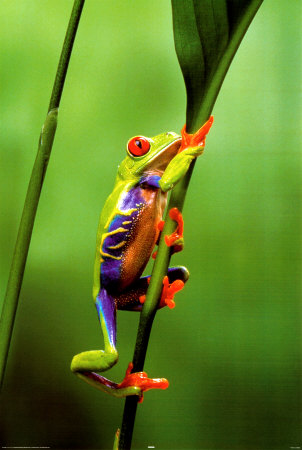 Red-Eyed Tree Frog Poster tree frog pictures. Red-Eyed Tree Frog Poster