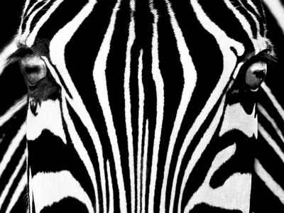 black and white pictures of zebras. Black amp; White I (Zebra) Art