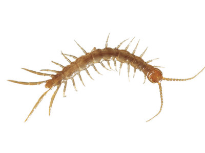 cave dwelling centipede