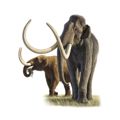 Artwork of a mammoth and a mastodon Photographic Print