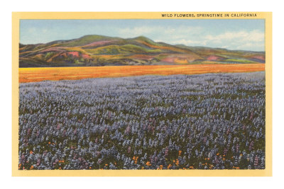 Wildflowers in Spring, California Premium Poster