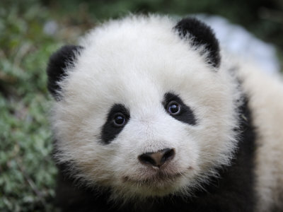 Cute Baby Panda Pictures on Giant Panda Baby  Aged 5 Months  Wolong Nature Reserve  China Premium