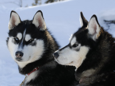 Snow Sled Dogs