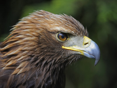 golden eagle head. Head Portrait of Golden Eagle,
