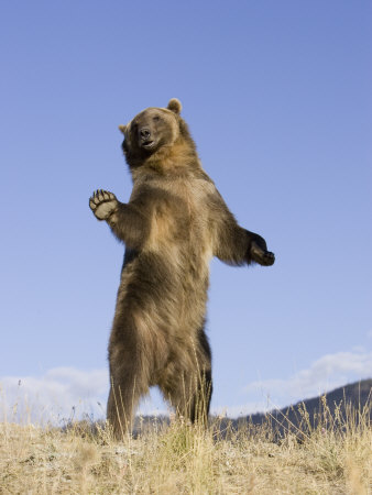 Grizzly Bear Standing. this Grizzly+ear+standing