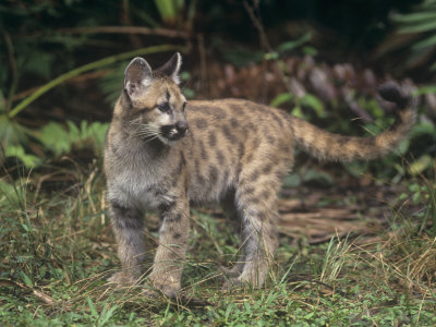 florida panthers animal. Baby Florida Panther (Felis