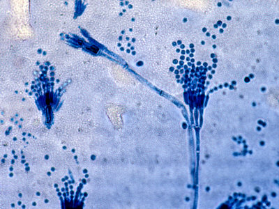 fungi penicillium