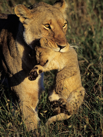 Lion Carrying Cub