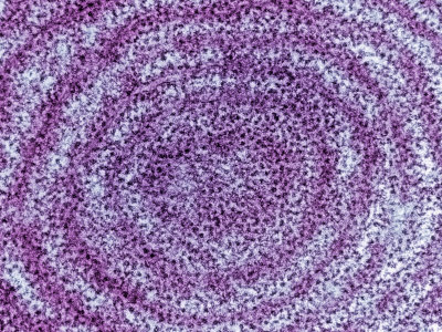 the equivalent of rough endoplasmic reticulum on a football team