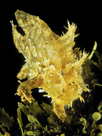 Sargassum Fish