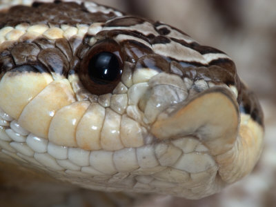 Mexican Hognose Snake, Heterodon Nasicus Kennerlyi Phot