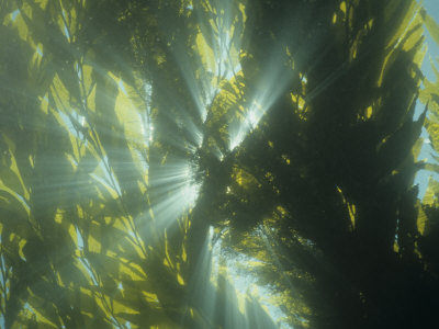  - wrobel-david-sunlight-shining-through-a-giant-kelp-forest-macrocystis-pyrifera-a-brown-algae-california-usa