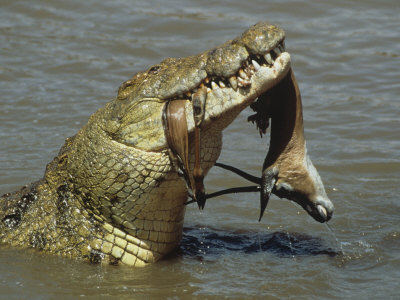 polking-fritz-nile-crocodile-crocodylus-niloticus-with-a-grant-gazelle-in-its-mouth-kenya-east-africa.jpg