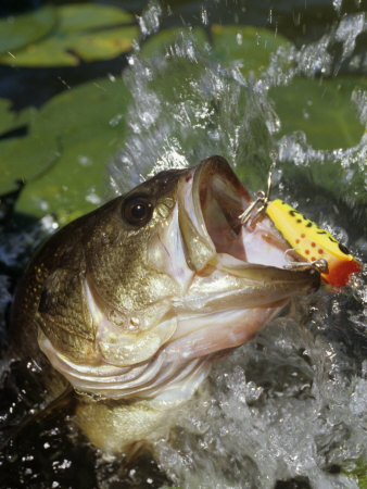 Largemouth Bass with Surface Lure Photographic Print by Wally Eberhart