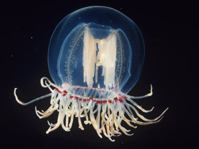 Bell Jellyfish