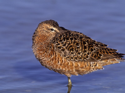 morris-arthur-long-billed-dowitcher-resting-limnodromus-scolopaceus-california-usa.jpg
