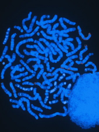 Human Chromosomes and the Cell Nucleus Photographic Print chromosomes in cell. Human Chromosomes and the Cell Nucleus Photographic Print