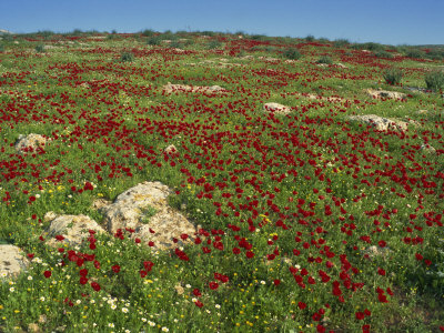 Israel Wildflowers