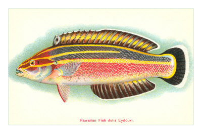 Hawaiian Fish, Julis Eydouxi Premium Poster