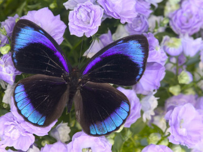 Peru Butterfly