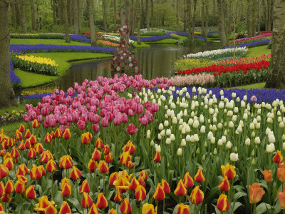Tulip and Hyacinth Garden, Keukenhof Gardens, Lisse, Netherlands, Holland Stampa fotografica