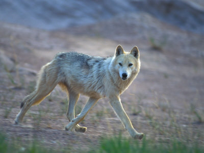 Canis Lupus Albus