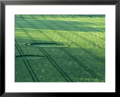 cornfield