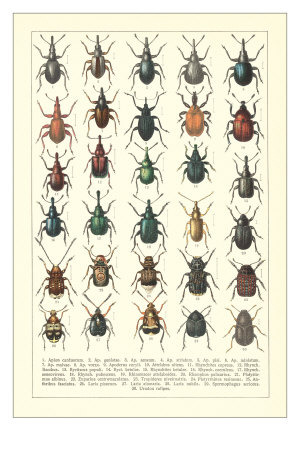 Lots of Beetles Premium Poster