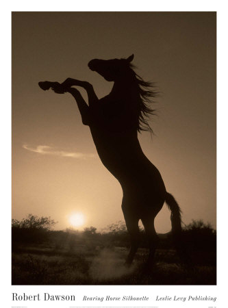 rearing horse silhouette. Rearing Horse Silhouette Art