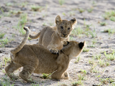Two Lion Cubs Playing in a