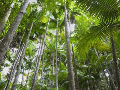 queensland fraser island tropical palms in the rainforest area of