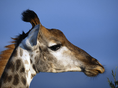 Giraffes Face
