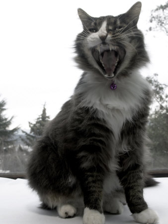 Hissing Black and White Cat black and white cat pictures. Hissing Black and White Cat
